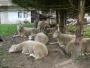 Farské ovečky - siesta